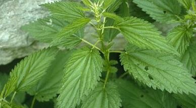 билкови отвари за лечение на разширени вени