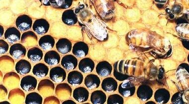 лечение на разширени вени с пчелни продукти