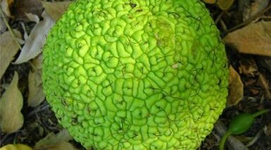 рецепти за запарки за лечение на разширени вени